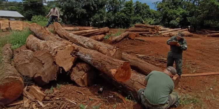 Extrajeron unos 80 árboles valuados en más de 100 millones de pesos
