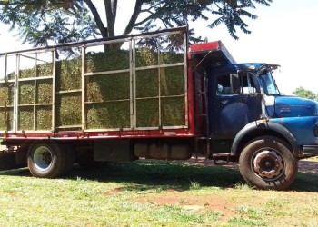 Por la escasez de brote de té, secaderos reciben el producto dos días a la semana