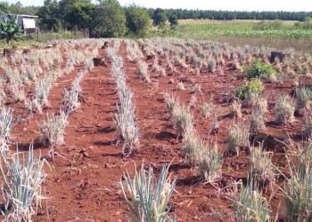“Es urgente que llueva”: la sequía golpea a los productores de Ferias Francas