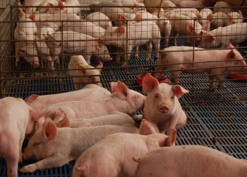 En alza: esta temporada aumentó fuerte la venta de cerdo y sus derivados