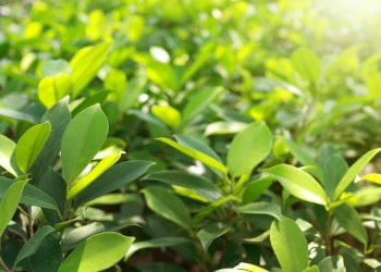 Desde este martes “no se va a dejar transportar un kilo de hoja verde ni de canchada”