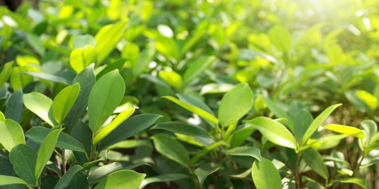 CRECIMIENTO. La producción orgánica cerró un 2024 con un 4% más de superficies certificadas.