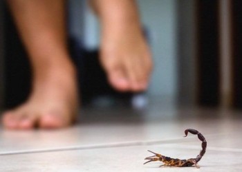 Alacranes en casa: cómo prevenir su ingreso y qué hacer ante una picadura