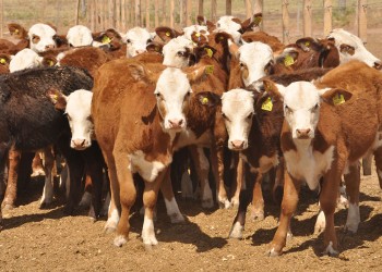 El Gobierno derogó la prohibición de exportar ganado vacuno en pie para faena