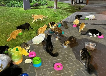 Solidaridad gatuna: impulsan el “Gatofest” en Perú