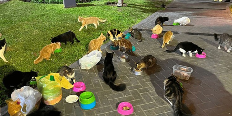 Foto: Mishis Kennedy