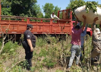 Intentó robar dos toneladas de yerba mate y estafó a once tareferos