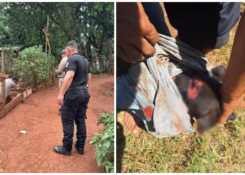 Policías resguardaron a un perro abandonado y en mal estado de salud