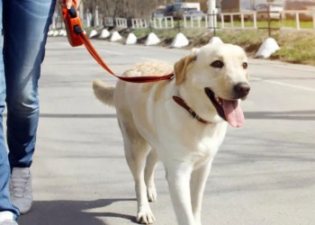 Vuelta a clases, al trabajo y a la rutina: ¿Cómo repercute esto en nuestras mascotas?