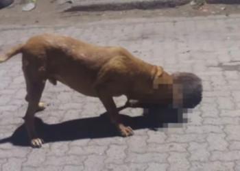 Trelew: un pitbull mató a nueve mascotas y mordió a tres personas