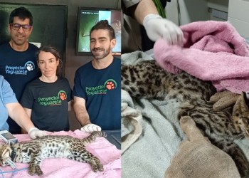 Ramón, el primer Tirica monitoreado en Argentina está en Misiones