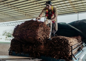 Arrancó el acopio de tabaco sin conflicto por el precio “sugerido”