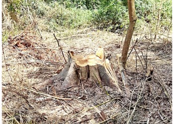 El robo de madera nativa avanza sobre la comunidad Tekoa Arandú