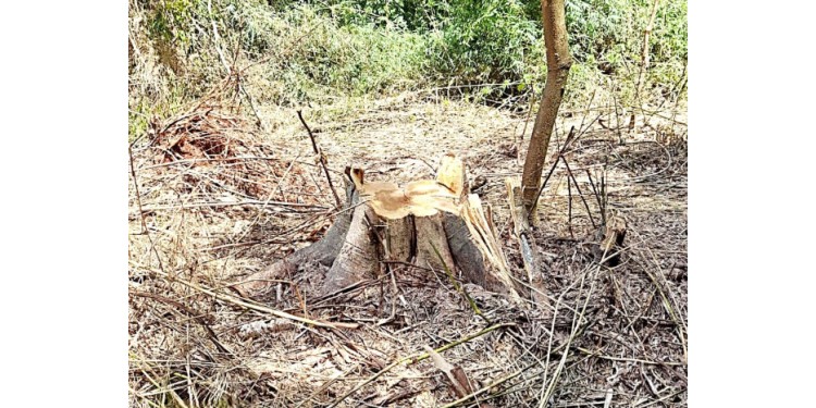 ACTIVIDAD ILEGAL. La tala de ejemplares nativos genera mucho dinero a los aserraderos.