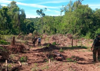 Apeo ilegal: Madereros legales piden más controles y sanciones más duras a los que roban