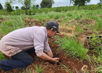 Plantarán más de 36 mil árboles nativos en la selva misionera