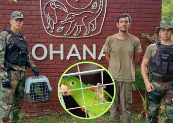 Campo Viera: rescataron ejemplares de loros que iban a ser vendidos en redes sociales
