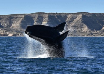 Día Mundial de las Ballenas: ¿por qué son tan importantes?