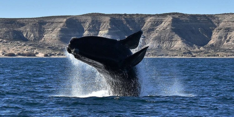Foto: Santiago Salimbeni - Greenpeace