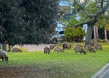 Polémica por proyecto para esterilizar a los carpinchos del Nordelta