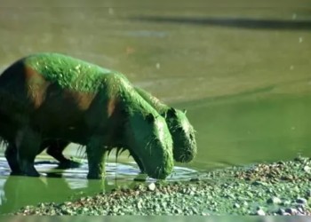 Aparecieron carpinchos de color verde en Entre Ríos y provocaron preocupación