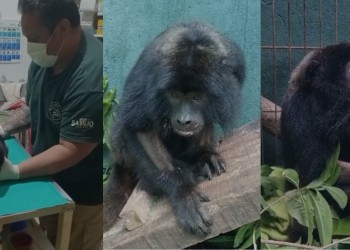 César, un mono carayá atropellado, se recupera tras una cirugía inédita en Misiones