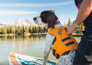 ¿Los perros necesitan chaleco salvavidas?
