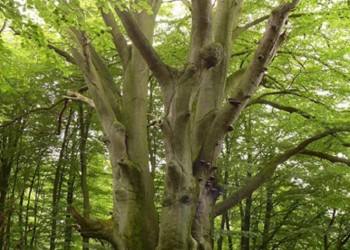 Cromoterapia: el poder sanador de los árboles y sus colores