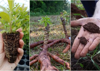 Las últimas lluvias y una Niña “atenuada” trajeron alivio a los cultivos misioneros