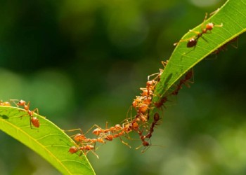 Protocolo para la Integración de los 5 Reinos