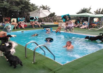 Tips para elegir una guardería canina