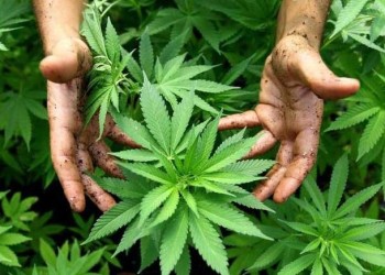 El Gobierno revocará los permisos para el cultivo de marihuana medicinal y reiniciará el Reprocann