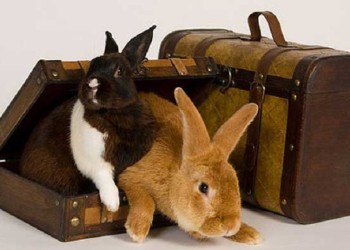 Cómo viajar desde la Argentina a otros países con mascotas no tradicionales