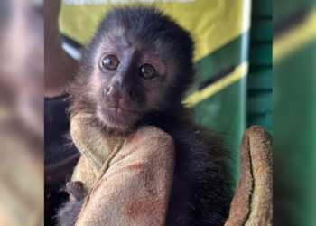 Rescataron un mono caí que estaba a punto de ser vendido