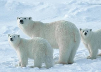 Día del Oso Polar: por qué se celebra hoy