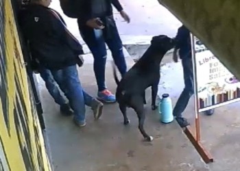 Histórica indemnización para dos niños mordidos por un pitbull en Posadas