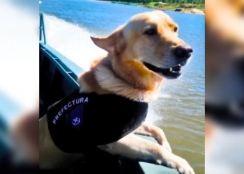 Se jubiló Ruffo, el can antinarcóticos de la Prefectura en Santa Ana