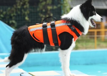 Acostumbrando a mi perro al chaleco