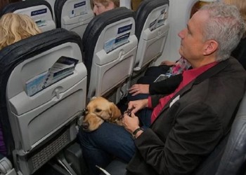 Viajar con mascotas, cada vez menos caro y engorroso: cómo hacerlo