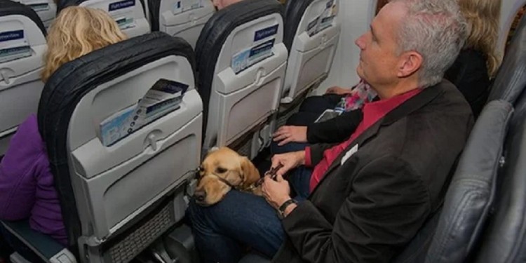 Cada aerolínea tiene su propia normativa y precios para embarcar mascotas. (Foto: Miedo a los aviones)