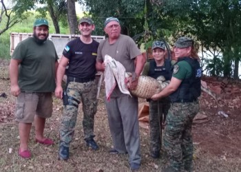 Posadas: rescataron a un yacaré en una laguna artificial