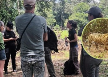 Confirman la presencia del yaguareté en las 2000 Hectáreas de Iguazú: qué recaudos tener
