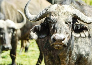 Productores conformaron la primera Asociación Civil Misionera de Bufaleros