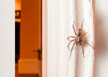 Insectos en verano: cuáles aparecen con el calor y qué precauciones tomar en casa