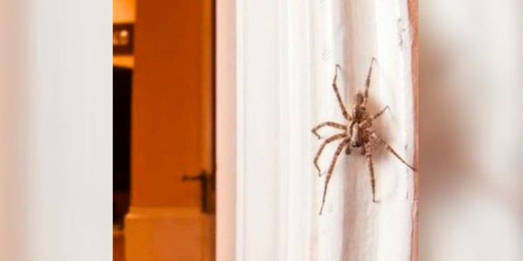 INSECTOS Y ARÁCNIDOS. El verano representa para estos animales una época de mayor movimiento.