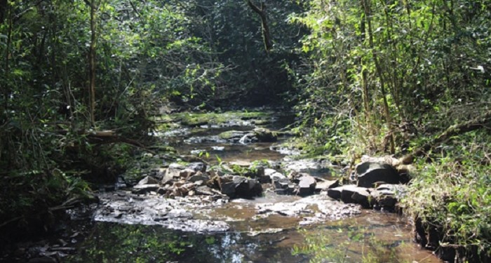 Agua, roca, suelo, raíces y vegetación. Todo ocurriendo a la vez.