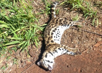 Otro animal silvestre murió atropellado sobre la ruta 12