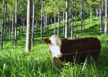 La miel y la ganadería, complementos del bosque