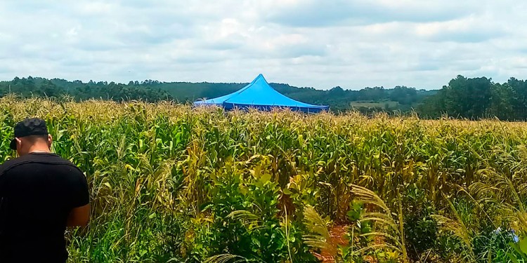 HALLAZGO. El cuerpo de la niña fue hallado en medio de una plantación de maíz cerca de las 6 del día siguiente.