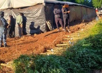 En una chacra misionera hallaron plantación de marihuana valuada en más de 700 millones de pesos